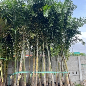 RootFuel Garden Nursery in Rajkot