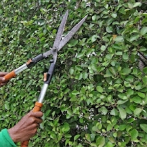 Tree Cutting & Trimming Kings Park